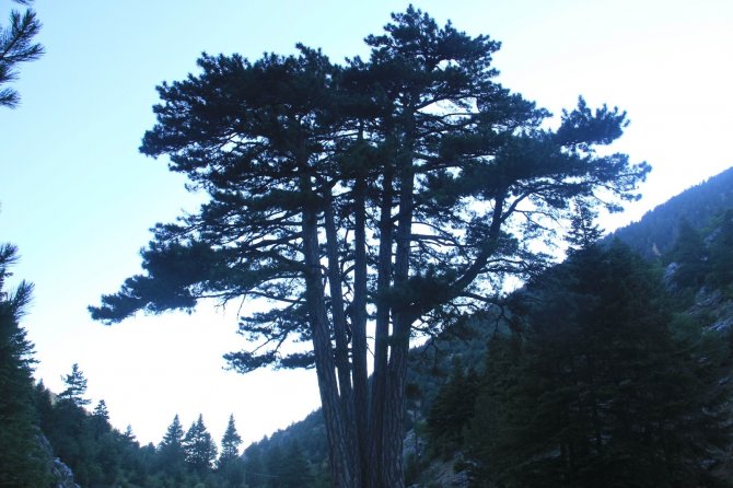 Konya'da beş kardeşler anıt ağacı görenlerin ilgisini çekiyor
