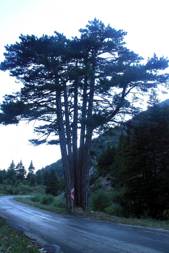 Konya'da beş kardeşler anıt ağacı görenlerin ilgisini çekiyor