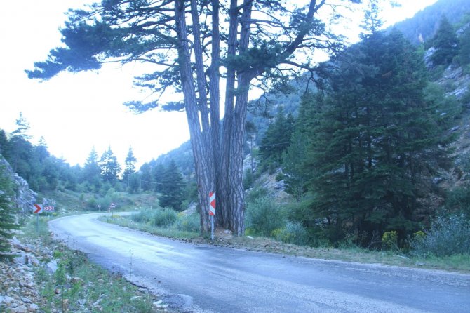 Konya'da beş kardeşler anıt ağacı görenlerin ilgisini çekiyor