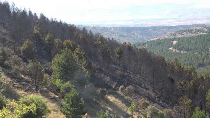 Orman yangını: 10 dönümlük alan küle döndü