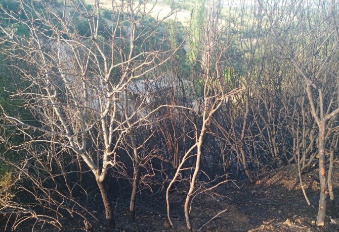 Manisa'nın Demirci ilçesinde çıkan yangında 3 dönüm alan zarar gördü