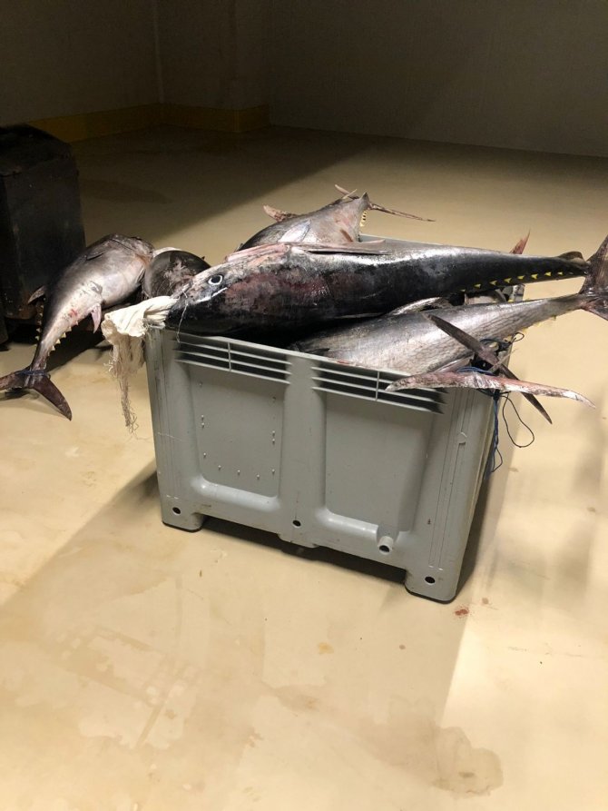Yasak dönemde avlanan bin 600 kilo orkinos balığına el konuldu