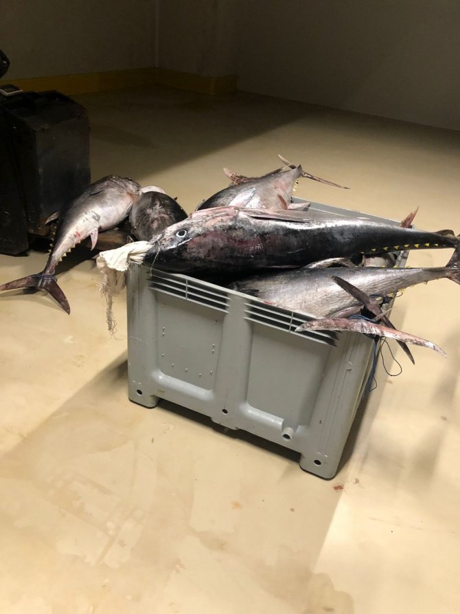 Yasak dönemde avlanan bin 600 kilo orkinos balığına el konuldu