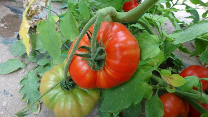 Isparta’da yayla şartlarında domates hasadı