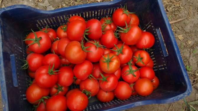 Isparta’da yayla şartlarında domates hasadı