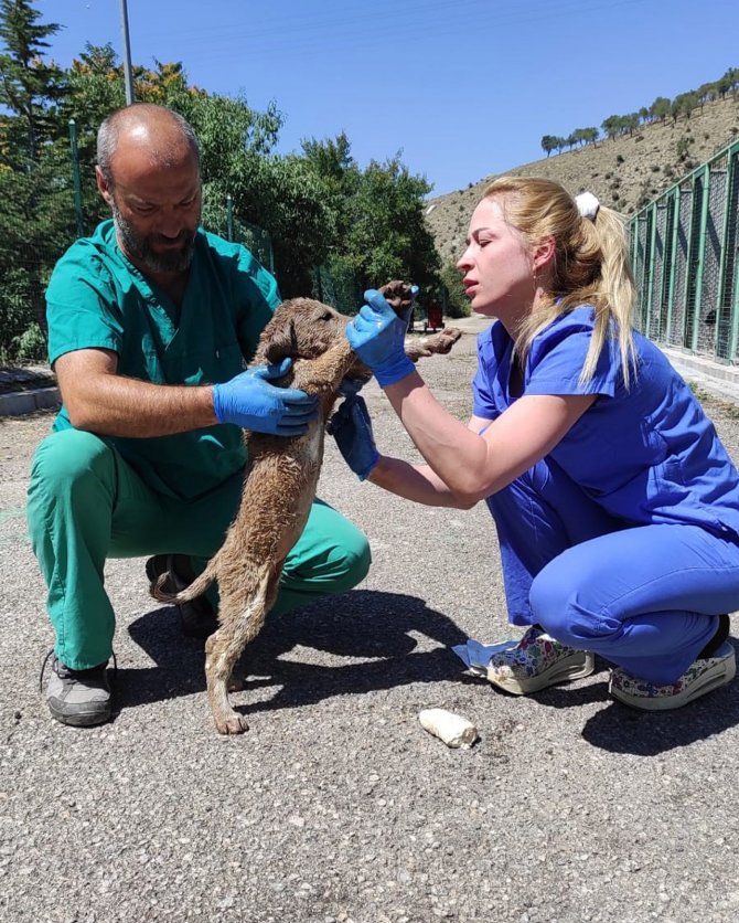 Asfalt ziftine düşen 3 yavru köpek kurtarıldı