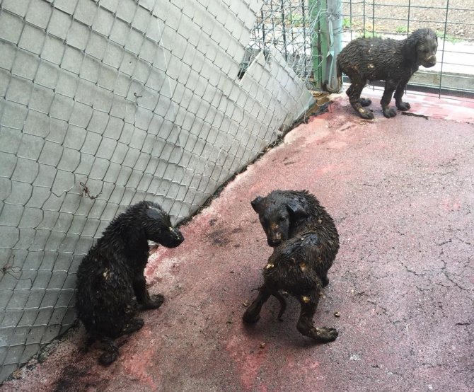 Asfalt ziftine düşen 3 yavru köpek kurtarıldı