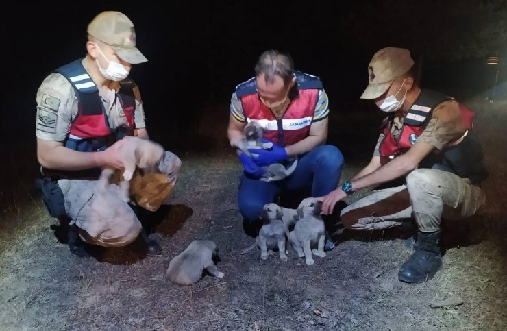 Devriyede terk edilmiş 6 yavru köpek buldular