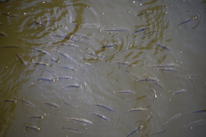 Asi Nehri'nde balık ölümleri görülmesi üzerine inceleme başlatıldı