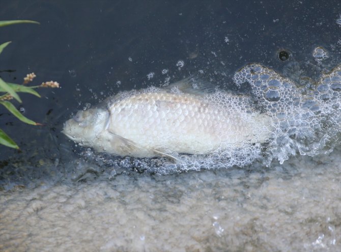 Asi Nehri'nde balık ölümleri görülmesi üzerine inceleme başlatıldı
