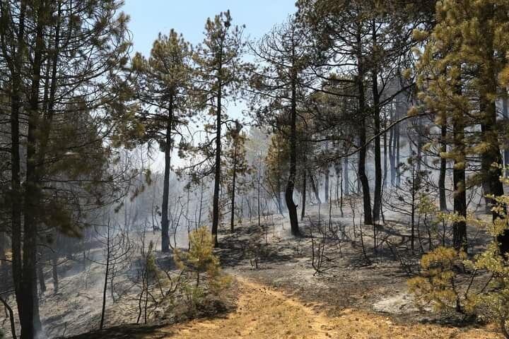 Uşak'ta 2 noktada orman yangını; 8 hektar alan yandı