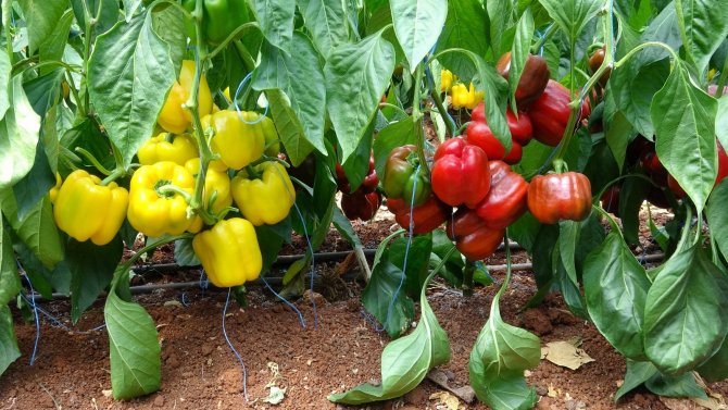 Paprika biberi kilosu 13 liradan hasat edildi