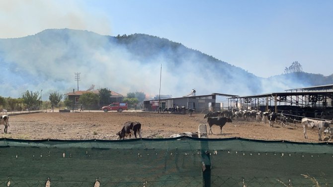 Hayvan çiftliğine sıçrayan yangın söndürülmeye çalışılıyor