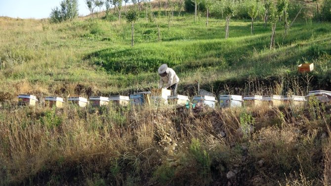 Devletin desteğiyle aracılık yapmaya başladı, 500 kilo bal elde etmeyi başardı