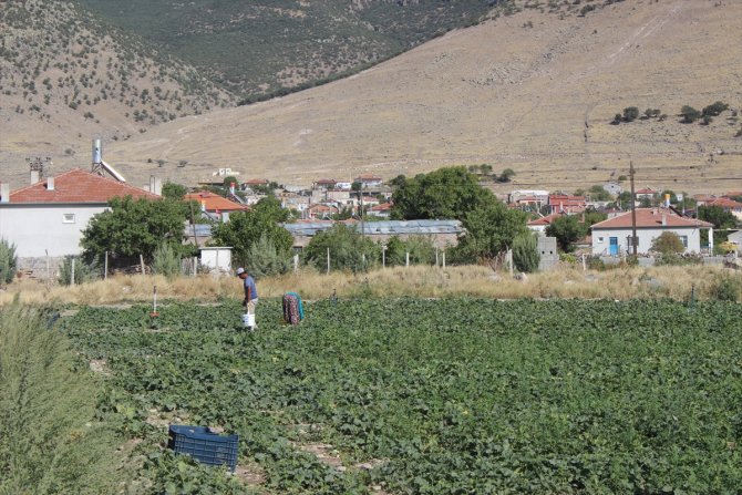 Karapınar'ın ham kavunları yurt dışına ihraç ediliyor