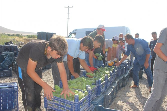 Karapınar'ın ham kavunları yurt dışına ihraç ediliyor