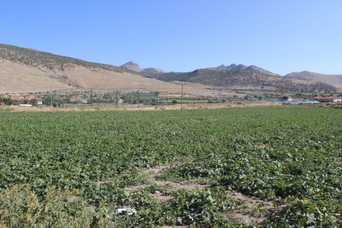 Karapınar'ın ham kavunları yurt dışına ihraç ediliyor