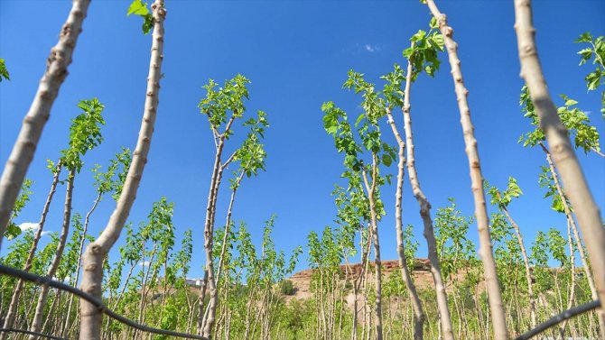 Tunceli'de yetiştirilen fidanlar yanan orman arazilerine yeniden hayat oluyor