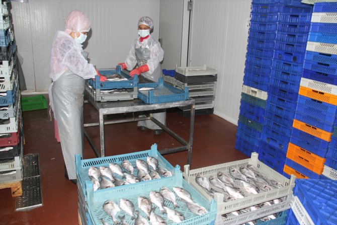 Konya'daki su ürünleri işleme tesisinden 5 ülkeye deniz ürünü ihracatı