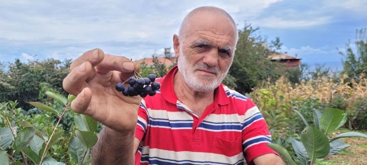 Karadeniz'de üretimi artan 'aronya' meyvesi yok satıyor