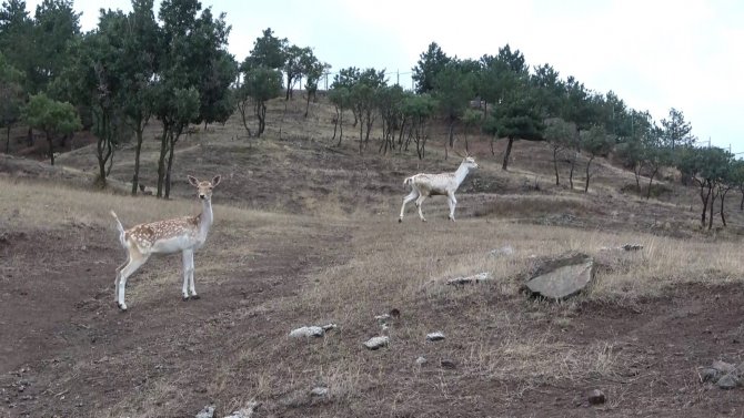 Sıklık tabiat parkına ala geyik salındı