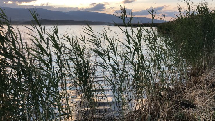 Gölün kenarındaki kamışlardan saman üretiyorlar
