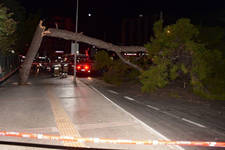İzmir'de çam ağacı yola devrildi, şans eseri yaralanan olmadı