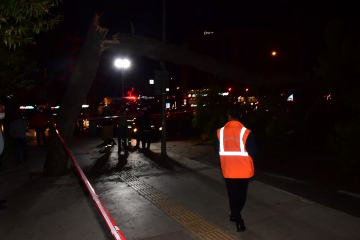 İzmir'de çam ağacı yola devrildi, şans eseri yaralanan olmadı