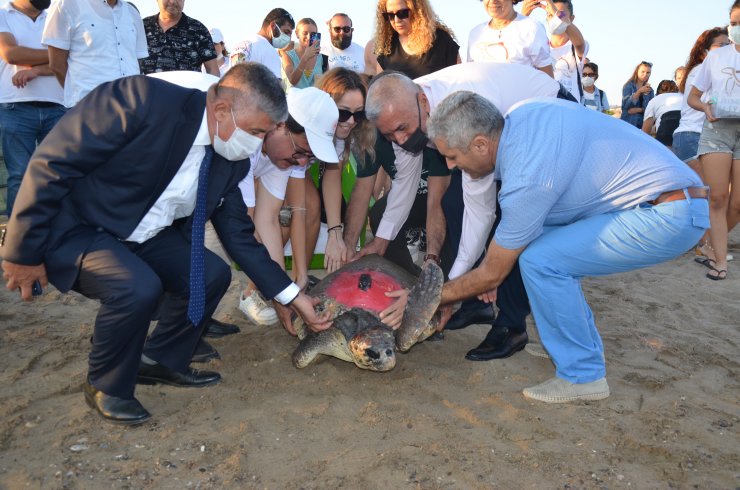 Antalya'da 4 caretta caretta denize bırakıldı