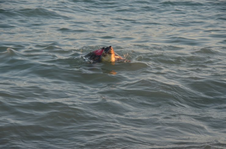 Antalya'da 4 caretta caretta denize bırakıldı