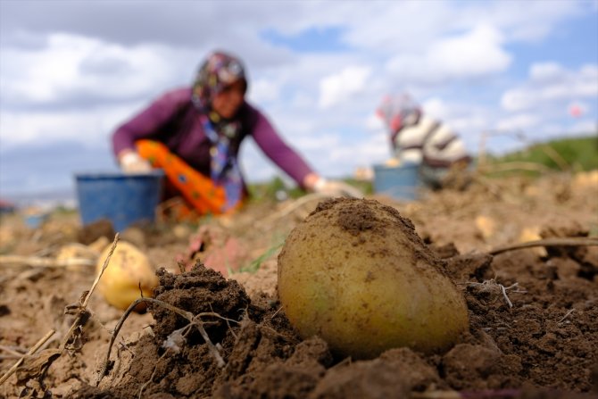 Solucan gübresi kullanılan arazide patates verimi arttı