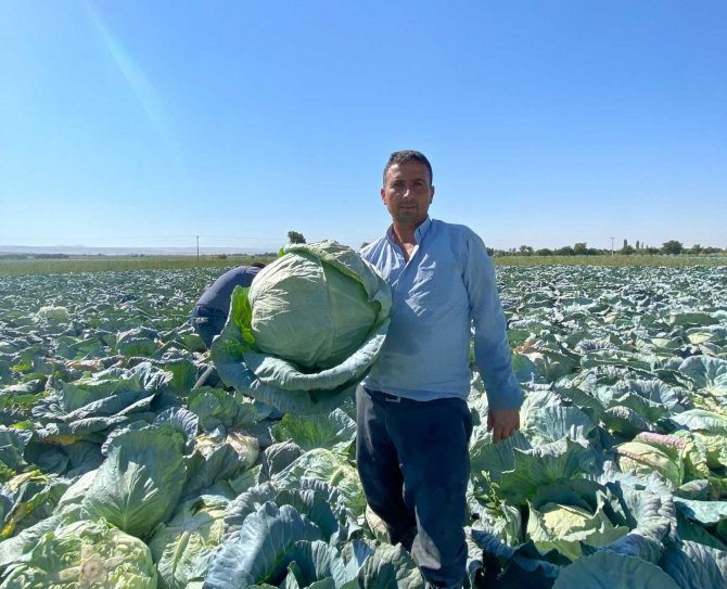 Niğde’de ilk kez beyaz lahana ihracatı