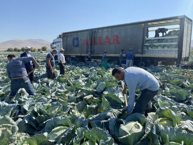 Niğde’de ilk kez beyaz lahana ihracatı