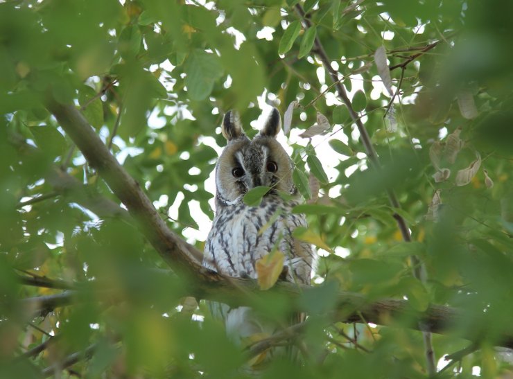 Long-eared owl spotted in Van