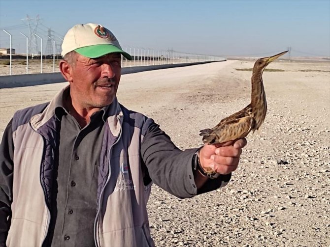 Aç kalan kuşa Karapınar'da çoban sahip çıktı