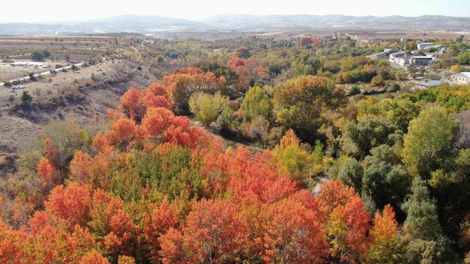 Elazığ’da sonbaharda rengarenk olan ağaçlar havadan görüntülendi