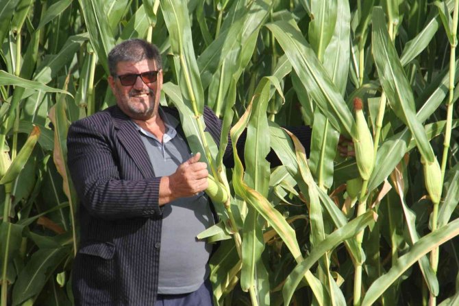 Konya’da silajlık mısır üretimi arttı