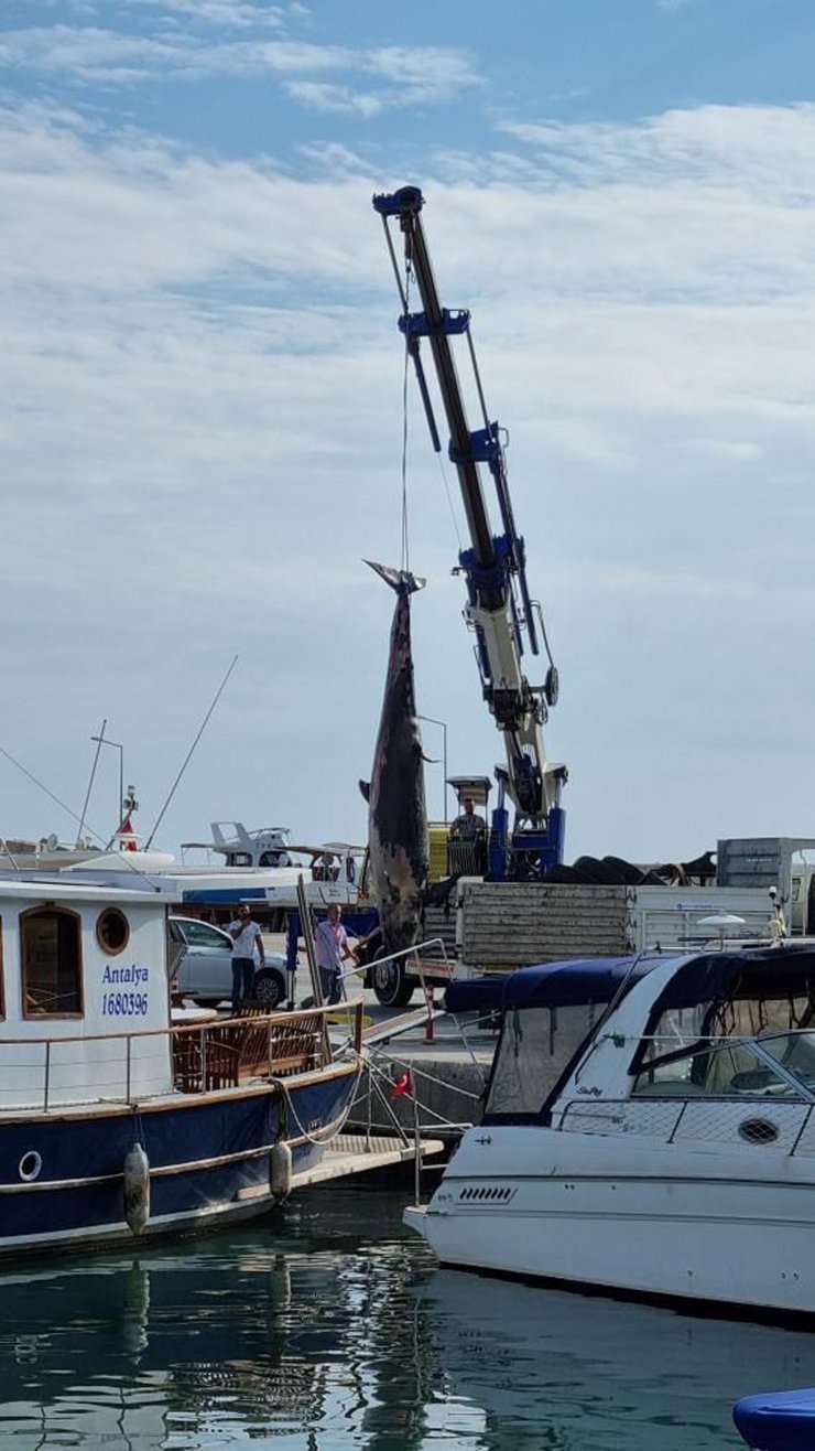 Antalya’da yalancı katil balina ölüsü kıyıya vurdu