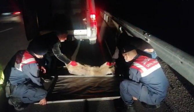 Aracın çarpması ile yaralanan köpek barınakta tedaviye alındı