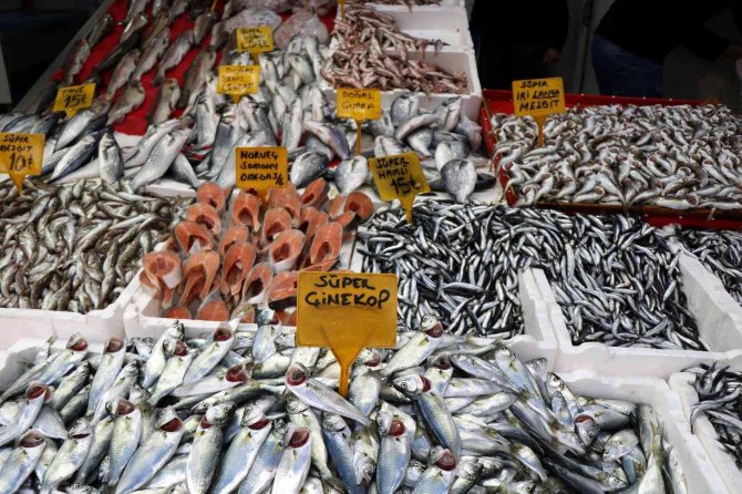 Balığın kentinde en ucuz balık 7 TL, en pahalısı 150 TL