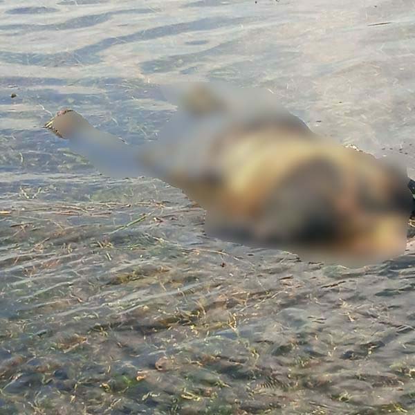 16 gündür kayıptı, nehirde cansız bedeni bulundu