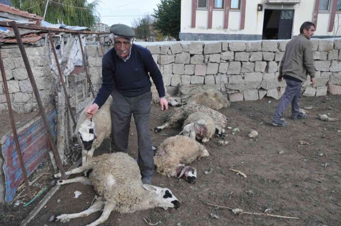 Ağıla giren kurtlar 13 koyunu telef etti