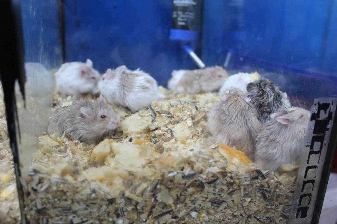 Üniversiteliler hamster ile yalnızlıklarını paylaşıyor