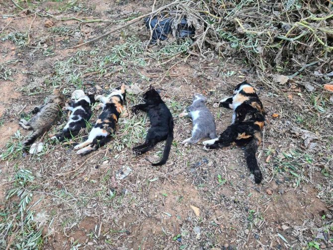2 mahallede 20’den fazla kedi zehirlenerek öldürüldü