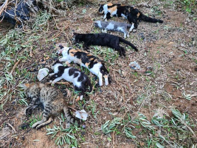 2 mahallede 20’den fazla kedi zehirlenerek öldürüldü