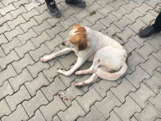 Silahla vurulan sokak köpeği için vatandaşlar ve polis seferber oldu