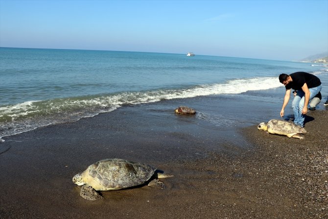 Tedavileri tamamlanan deniz kaplumbağaları denize bırakıldı