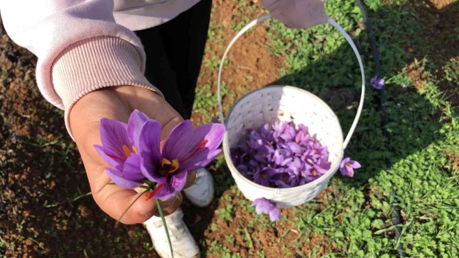 Safran çiçeğinin kilosu 75 bin liradan satılıyor