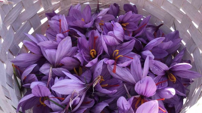 Safran çiçeğinin kilosu 75 bin liradan satılıyor