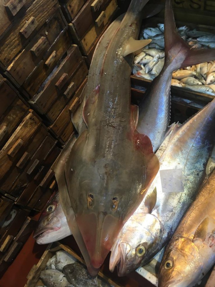 Avlanması yasak balıklar mezatta satılıyor